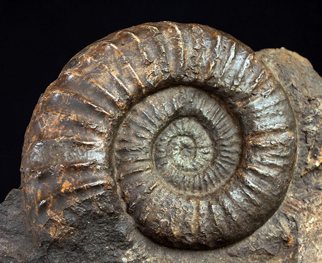 威風堂々たる、重厚感あふれるドイツ産ジュラ紀のアンモナイト(Ammonite)の化石(その10)