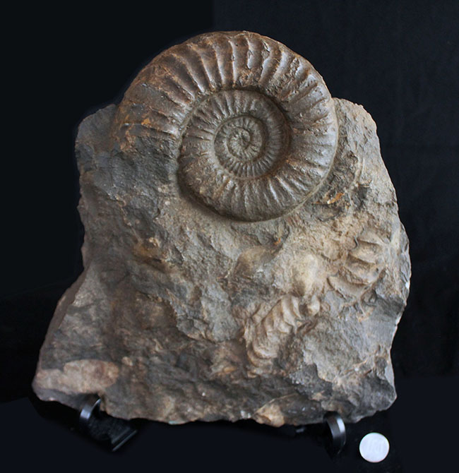 威風堂々たる、重厚感あふれるドイツ産ジュラ紀のアンモナイト（Ammonite）の化石（その11）
