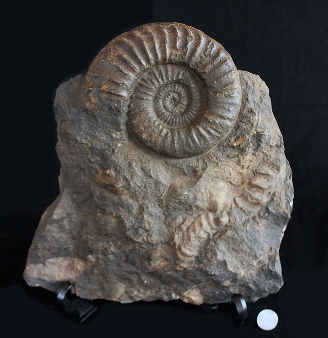威風堂々たる、重厚感あふれるドイツ産ジュラ紀のアンモナイト(Ammonite)の化石(その11)
