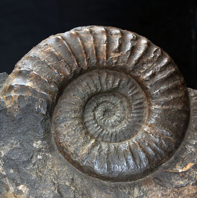 威風堂々たる、重厚感あふれるドイツ産ジュラ紀のアンモナイト(Ammonite)の化石(その2)