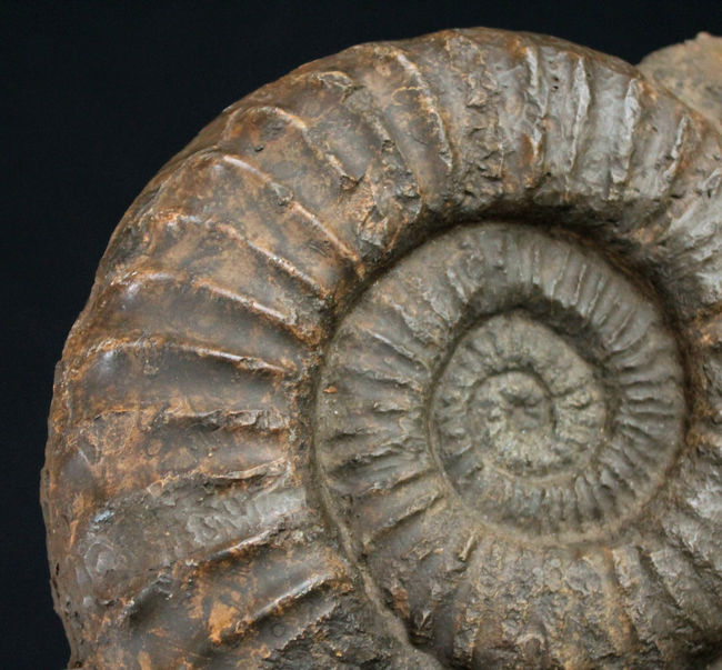 威風堂々たる、重厚感あふれるドイツ産ジュラ紀のアンモナイト(Ammonite)の化石(その3)