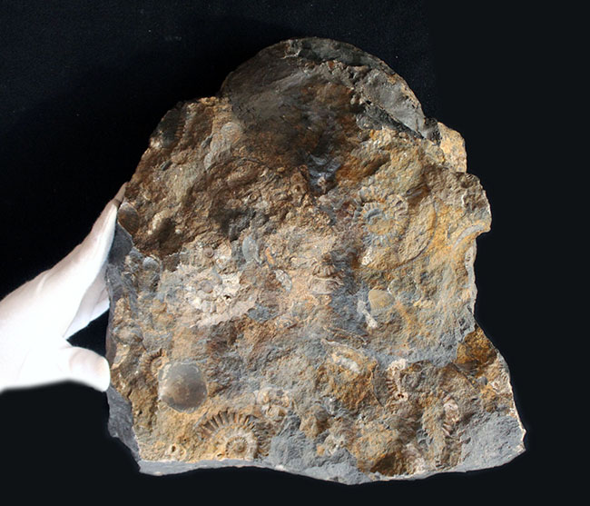 威風堂々たる、重厚感あふれるドイツ産ジュラ紀のアンモナイト（Ammonite）の化石（その4）