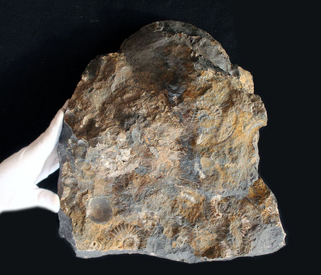 威風堂々たる、重厚感あふれるドイツ産ジュラ紀のアンモナイト(Ammonite)の化石(その4)
