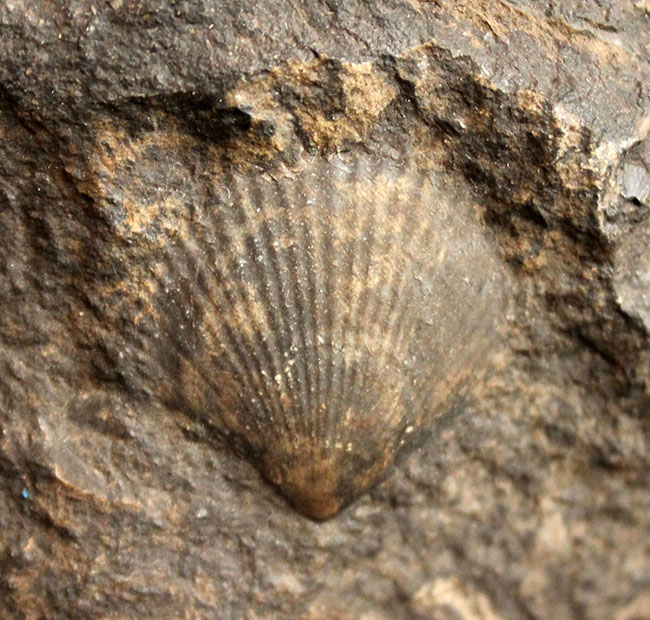 威風堂々たる、重厚感あふれるドイツ産ジュラ紀のアンモナイト（Ammonite）の化石（その5）