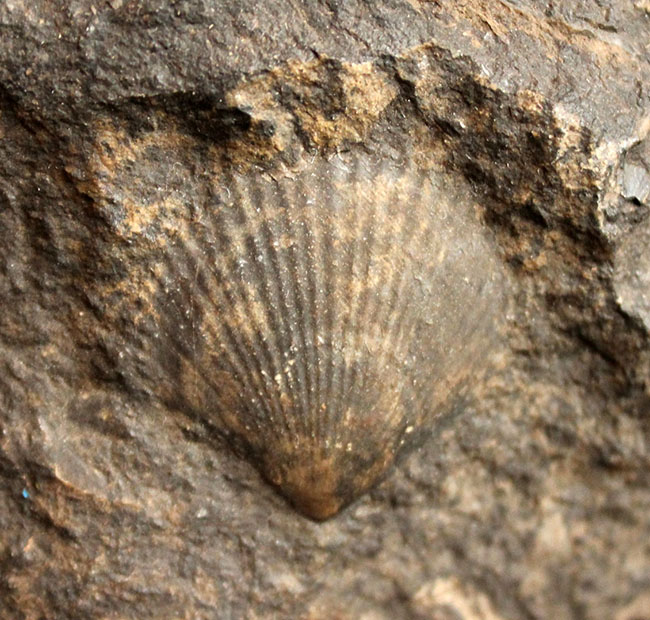 威風堂々たる、重厚感あふれるドイツ産ジュラ紀のアンモナイト(Ammonite)の化石(その5)