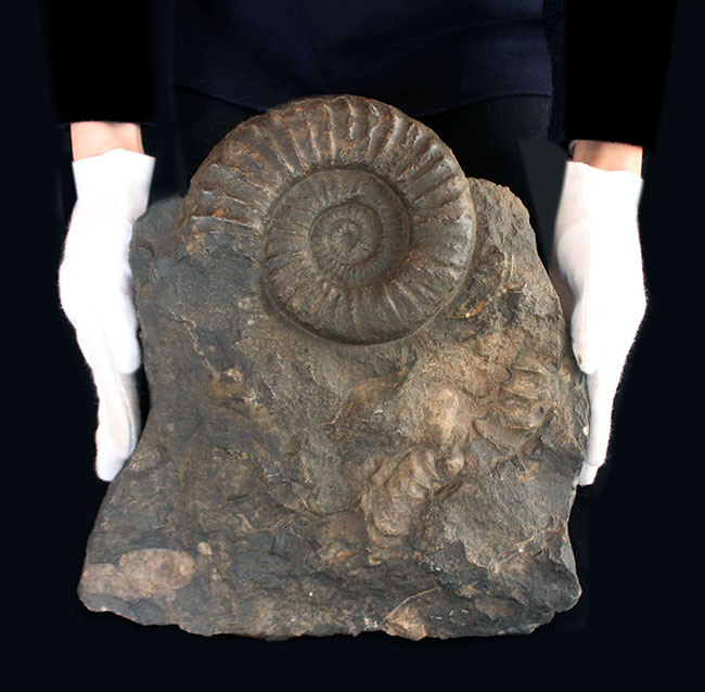威風堂々たる、重厚感あふれるドイツ産ジュラ紀のアンモナイト（Ammonite）の化石（その6）
