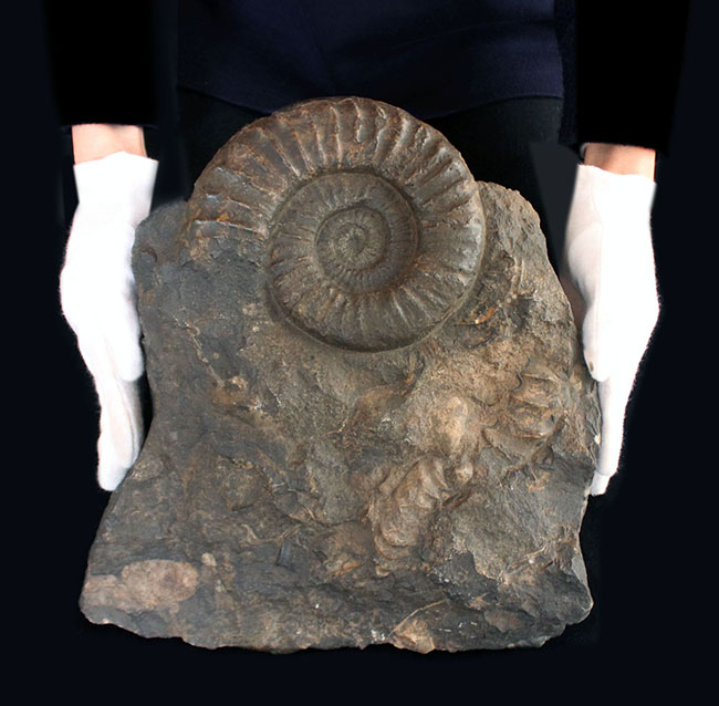 威風堂々たる、重厚感あふれるドイツ産ジュラ紀のアンモナイト(Ammonite)の化石(その6)