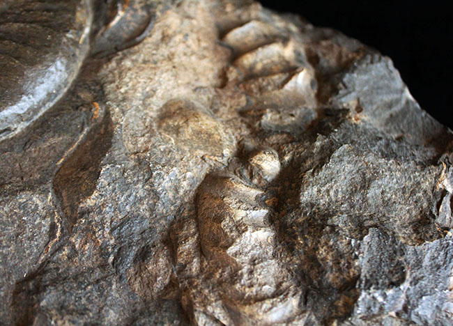 威風堂々たる、重厚感あふれるドイツ産ジュラ紀のアンモナイト（Ammonite）の化石（その7）