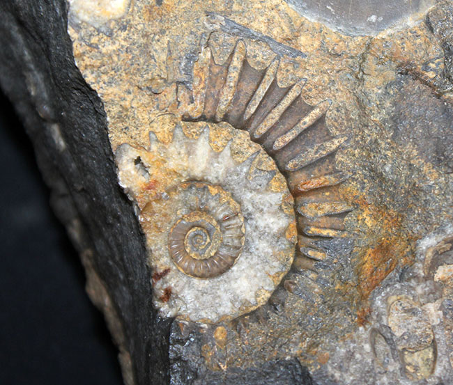 威風堂々たる、重厚感あふれるドイツ産ジュラ紀のアンモナイト（Ammonite）の化石（その8）