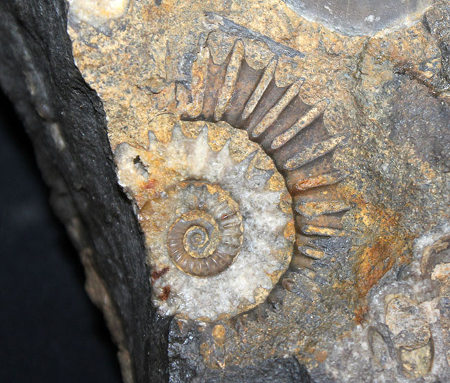 威風堂々たる、重厚感あふれるドイツ産ジュラ紀のアンモナイト(Ammonite)の化石(その8)