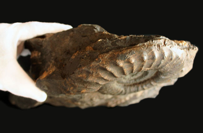威風堂々たる、重厚感あふれるドイツ産ジュラ紀のアンモナイト(Ammonite)の化石(その9)