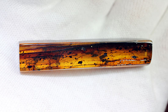 折れた脚の数までわかるほど鮮明！グロテスクなクモ入りバルト海産琥珀(Amber)（その11）