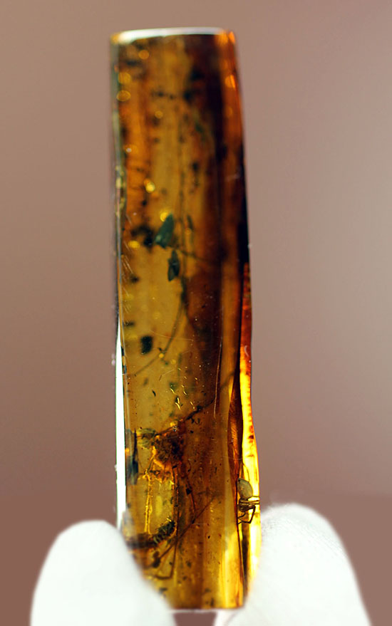 折れた脚の数までわかるほど鮮明！グロテスクなクモ入りバルト海産琥珀(Amber)（その15）