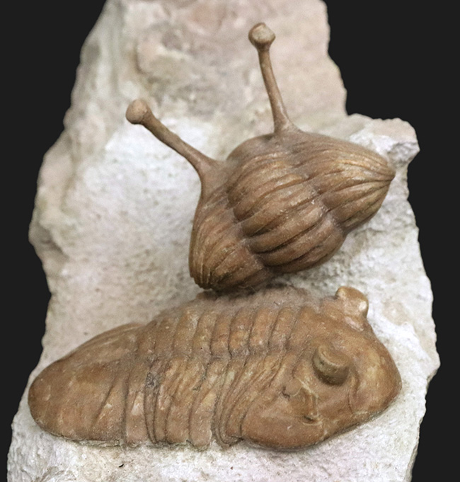 入手困難!トリプル!人気のアサフス・コワレフスキー(Asaphus kowalewskii)を含むマルチプレート標本(その1)