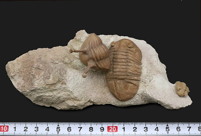 入手困難!トリプル!人気のアサフス・コワレフスキー(Asaphus kowalewskii)を含むマルチプレート標本(その13)