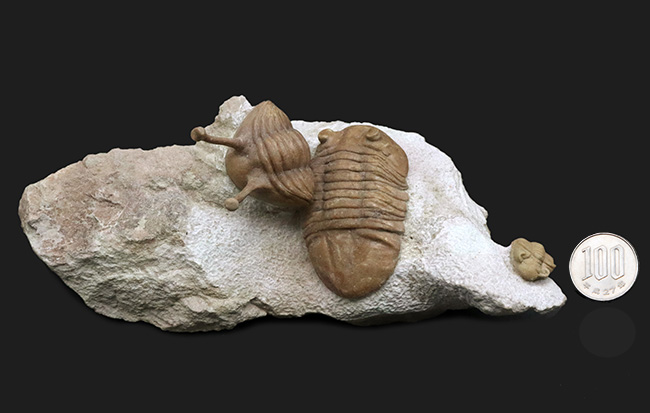 入手困難!トリプル!人気のアサフス・コワレフスキー(Asaphus kowalewskii)を含むマルチプレート標本(その14)