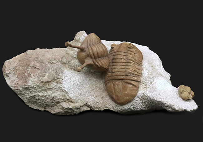 入手困難!トリプル!人気のアサフス・コワレフスキー(Asaphus kowalewskii)を含むマルチプレート標本(その2)