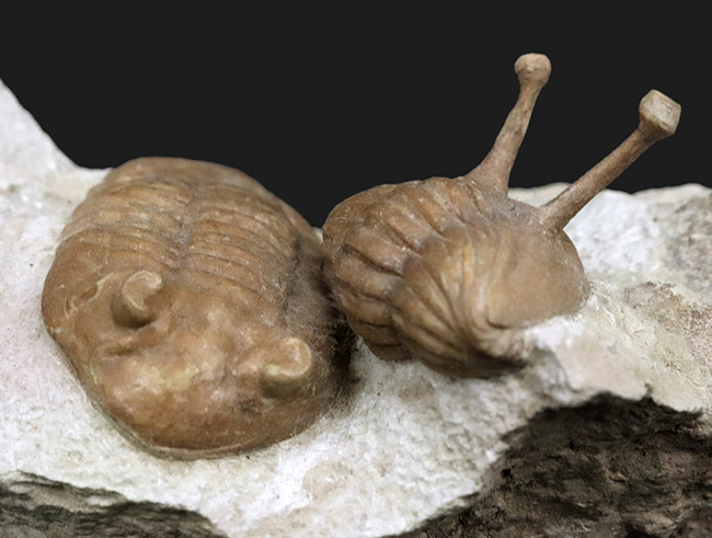 入手困難!トリプル!人気のアサフス・コワレフスキー(Asaphus kowalewskii)を含むマルチプレート標本(その3)