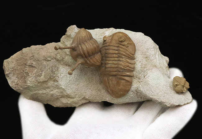 入手困難!トリプル!人気のアサフス・コワレフスキー(Asaphus kowalewskii)を含むマルチプレート標本(その4)