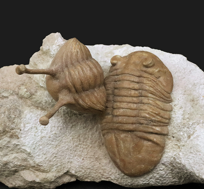 入手困難!トリプル!人気のアサフス・コワレフスキー(Asaphus kowalewskii)を含むマルチプレート標本(その5)