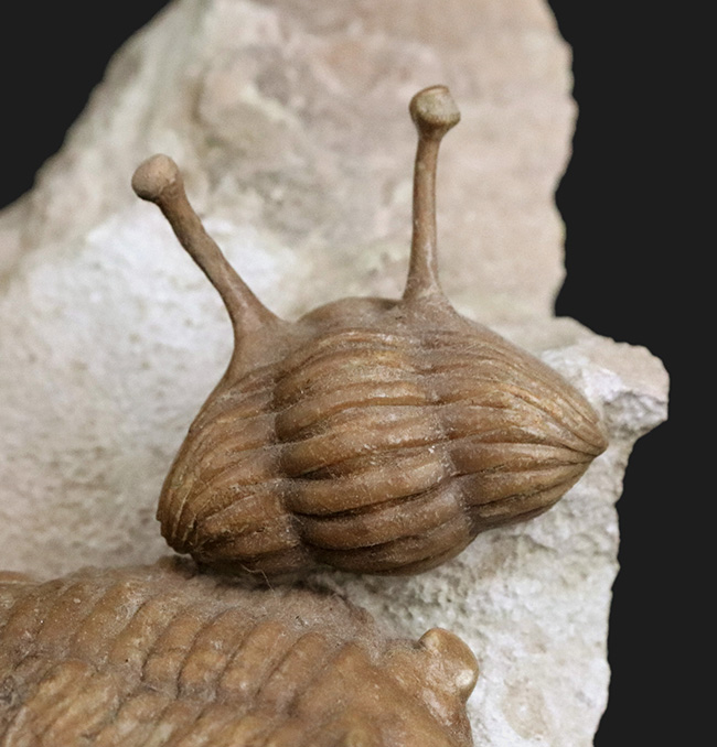 入手困難!トリプル!人気のアサフス・コワレフスキー(Asaphus kowalewskii)を含むマルチプレート標本(その6)