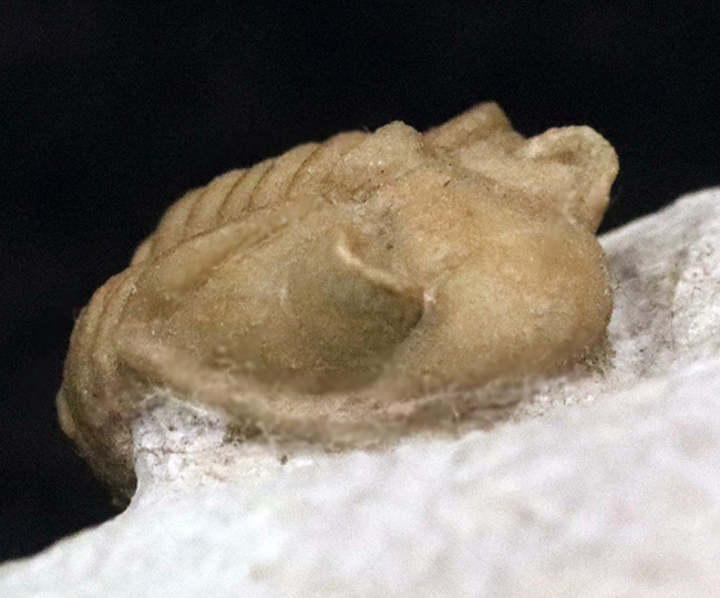 入手困難!トリプル!人気のアサフス・コワレフスキー(Asaphus kowalewskii)を含むマルチプレート標本(その8)