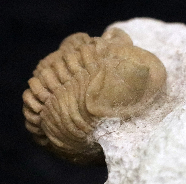 入手困難!トリプル!人気のアサフス・コワレフスキー(Asaphus kowalewskii)を含むマルチプレート標本(その9)