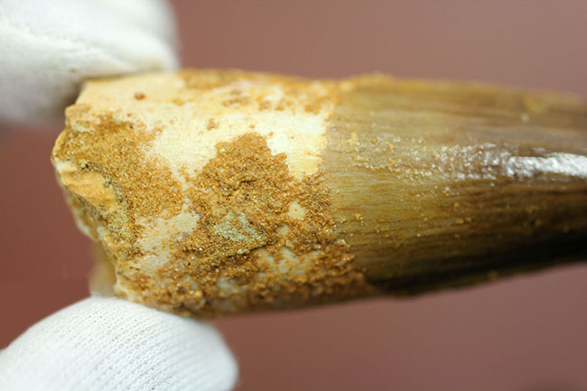 美品!プレゼント品にはもったいない程の高品位標本!スピノサウルスの歯化石(Spinosaurus)(その14)