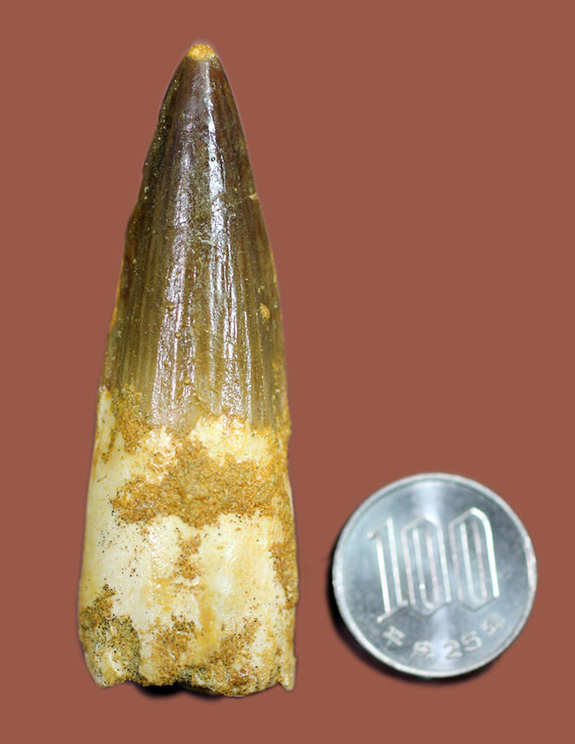 美品!プレゼント品にはもったいない程の高品位標本!スピノサウルスの歯化石(Spinosaurus)(その16)