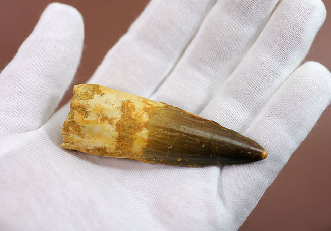 美品!プレゼント品にはもったいない程の高品位標本!スピノサウルスの歯化石(Spinosaurus)(その3)