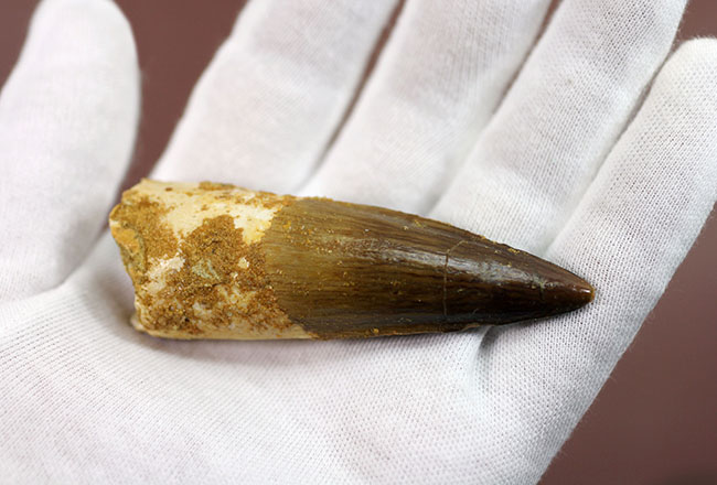 美品!プレゼント品にはもったいない程の高品位標本!スピノサウルスの歯化石(Spinosaurus)(その6)