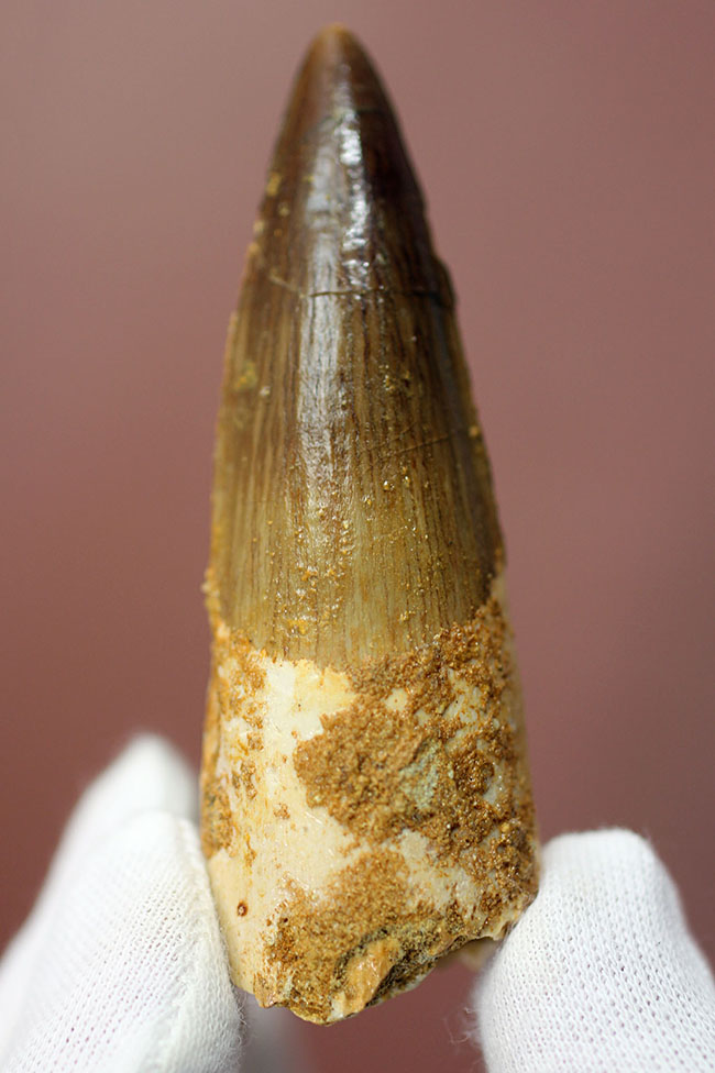 美品!プレゼント品にはもったいない程の高品位標本!スピノサウルスの歯化石(Spinosaurus)(その9)