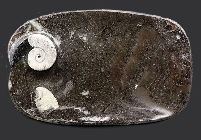 小物入れにいかが？古生代デボン紀の地層より採集されたゴニアタイト（Goniatite）を含む石を加工した皿（その1）