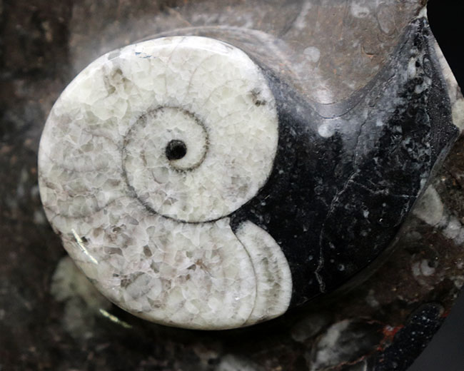 小物入れにいかが？古生代デボン紀の地層より採集されたゴニアタイト（Goniatite）を含む石を加工した皿（その2）