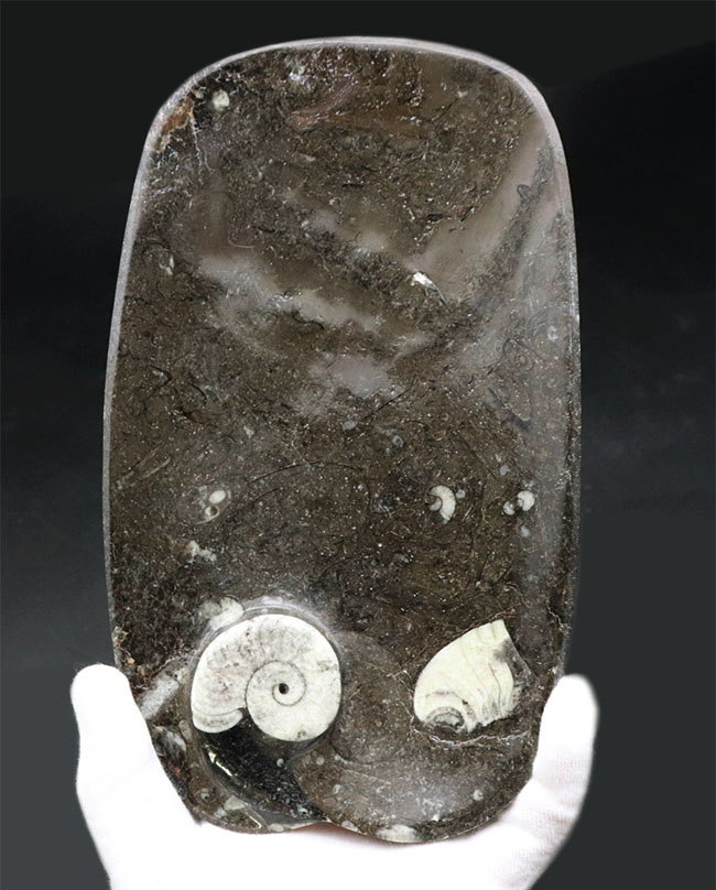 小物入れにいかが？古生代デボン紀の地層より採集されたゴニアタイト（Goniatite）を含む石を加工した皿（その3）