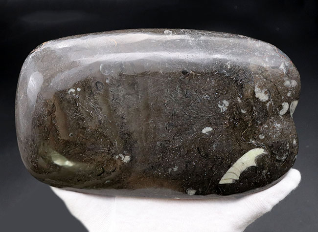 小物入れにいかが？古生代デボン紀の地層より採集されたゴニアタイト（Goniatite）を含む石を加工した皿（その6）