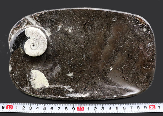 小物入れにいかが？古生代デボン紀の地層より採集されたゴニアタイト（Goniatite）を含む石を加工した皿（その8）