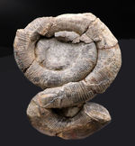 極めて入手困難。昭和４１年、公立博物館学術誌の表紙を飾った、由緒正しき白亜紀異常巻きアンモナイト。プラビトセラスの完全体化石（Pravitoceras sigmoidale Yabe）。学術誌付き。