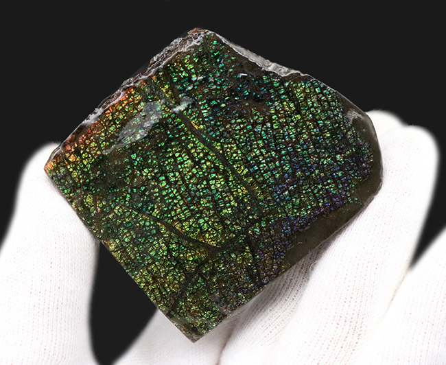 両面光り!これぞドラゴンスキン!多様なクラックが見るものを引き付ける、宝石、アンモライト(Ammolite)のピース(その1)