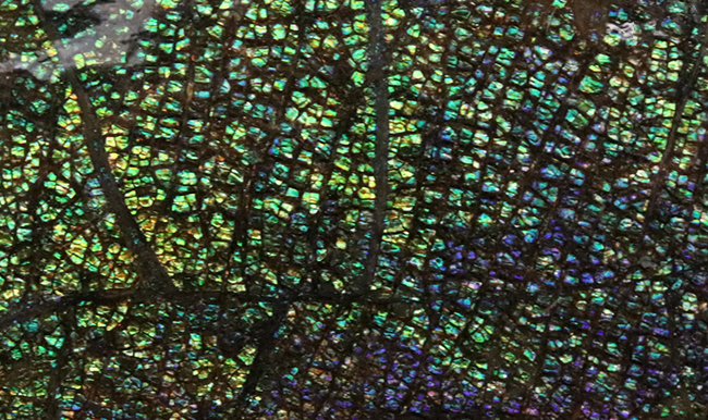 両面光り!これぞドラゴンスキン!多様なクラックが見るものを引き付ける、宝石、アンモライト(Ammolite)のピース(その2)