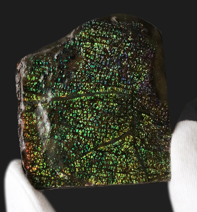 両面光り!これぞドラゴンスキン!多様なクラックが見るものを引き付ける、宝石、アンモライト(Ammolite)のピース(その3)