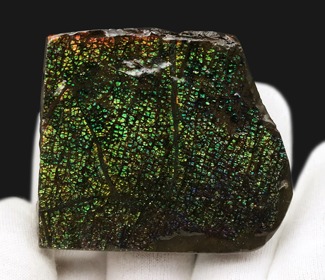 両面光り!これぞドラゴンスキン!多様なクラックが見るものを引き付ける、宝石、アンモライト(Ammolite)のピース(その4)