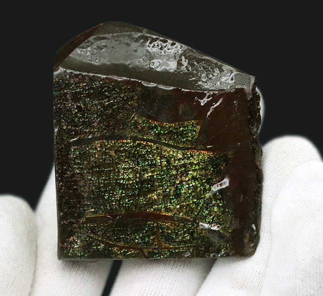 両面光り!これぞドラゴンスキン!多様なクラックが見るものを引き付ける、宝石、アンモライト(Ammolite)のピース(その5)
