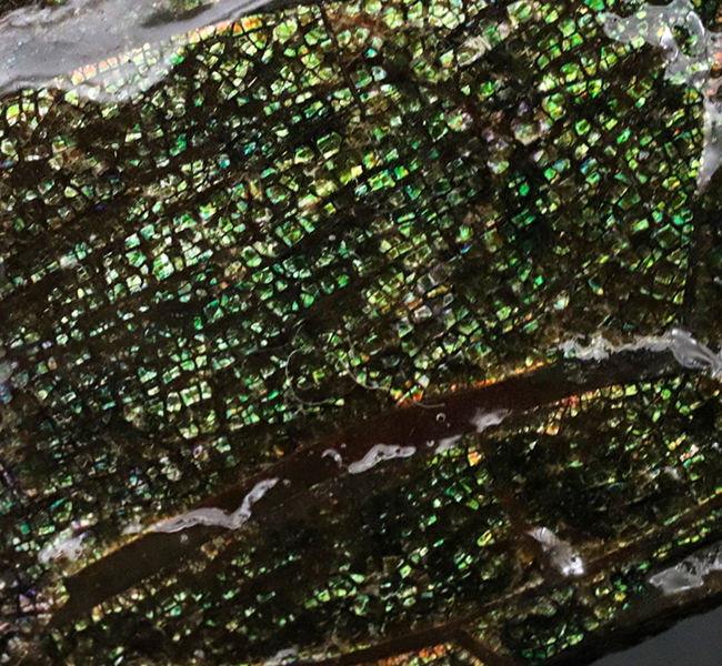 両面光り!これぞドラゴンスキン!多様なクラックが見るものを引き付ける、宝石、アンモライト(Ammolite)のピース(その6)