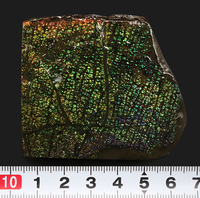 両面光り!これぞドラゴンスキン!多様なクラックが見るものを引き付ける、宝石、アンモライト(Ammolite)のピース(その8)