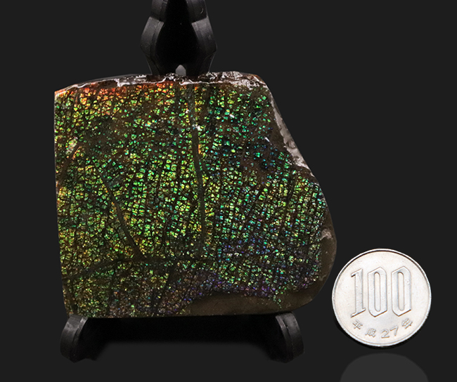 両面光り!これぞドラゴンスキン!多様なクラックが見るものを引き付ける、宝石、アンモライト(Ammolite)のピース(その9)
