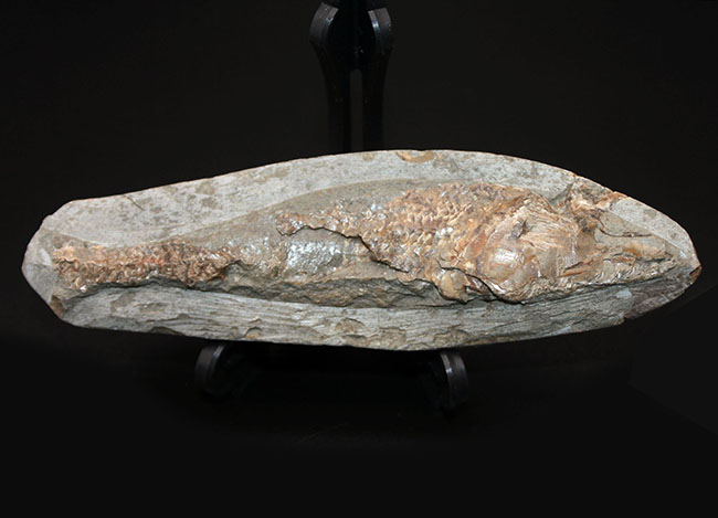 サービスプライス!母岩付きブラジル産の絶滅古代魚の化石、ラコレピス(Rhacolepis sp.)(その1)