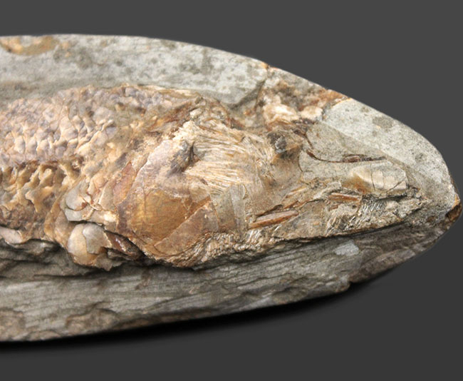 サービスプライス！母岩付きブラジル産の絶滅古代魚の化石、ラコレピス（Rhacolepis sp.）（その2）