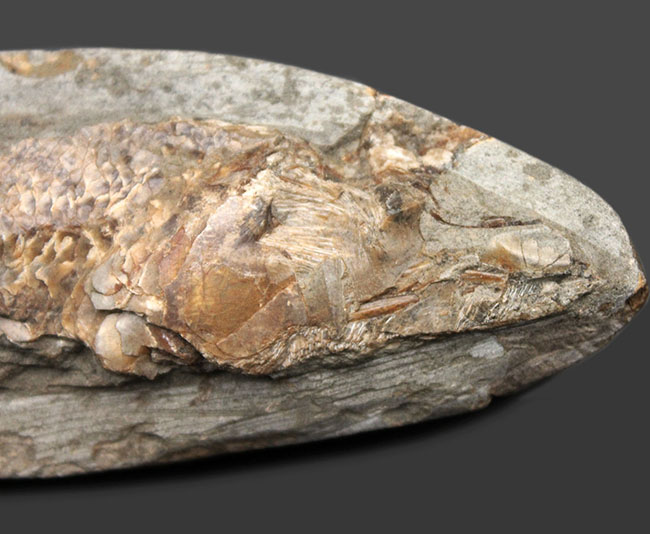 サービスプライス!母岩付きブラジル産の絶滅古代魚の化石、ラコレピス(Rhacolepis sp.)(その2)
