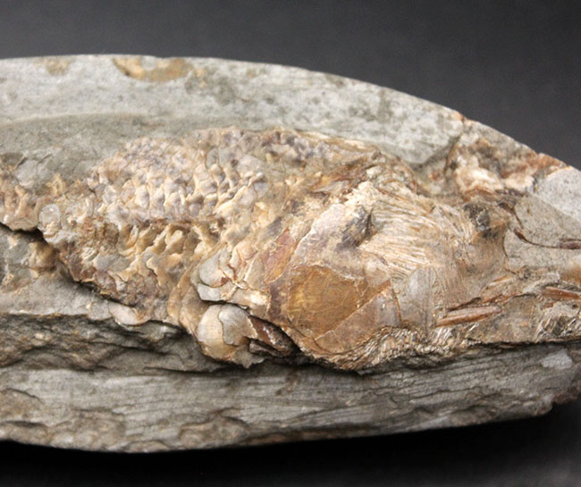 サービスプライス！母岩付きブラジル産の絶滅古代魚の化石、ラコレピス（Rhacolepis sp.）（その3）